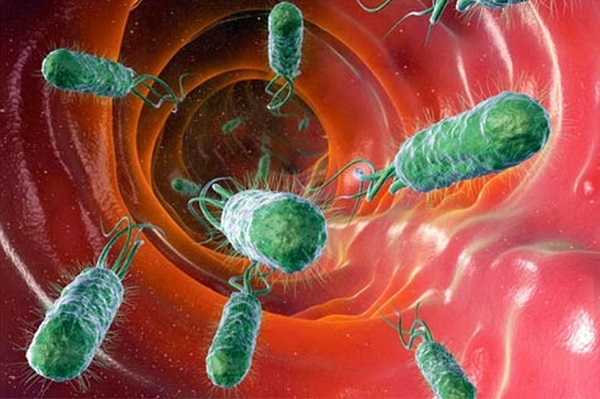 Hậu quả khôn lường từ ảnh hưởng của vi khuẩn E. Coli đối với sức khỏe con người